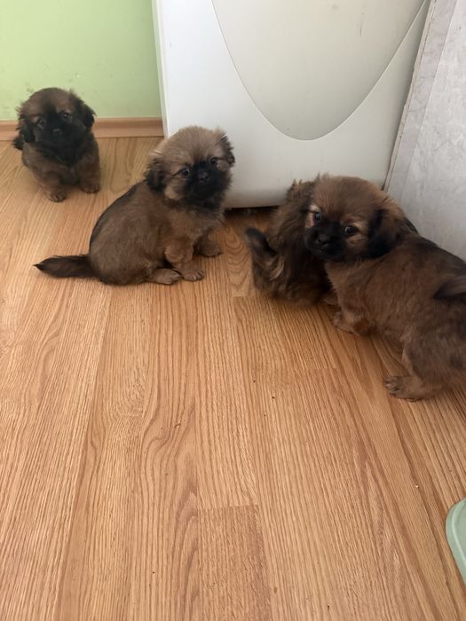 Чистокръвни пекинези