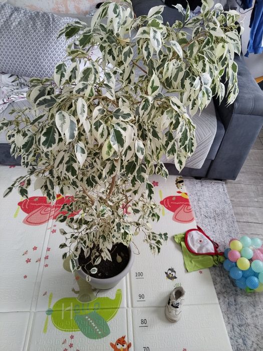Продам цветок фикус 7000