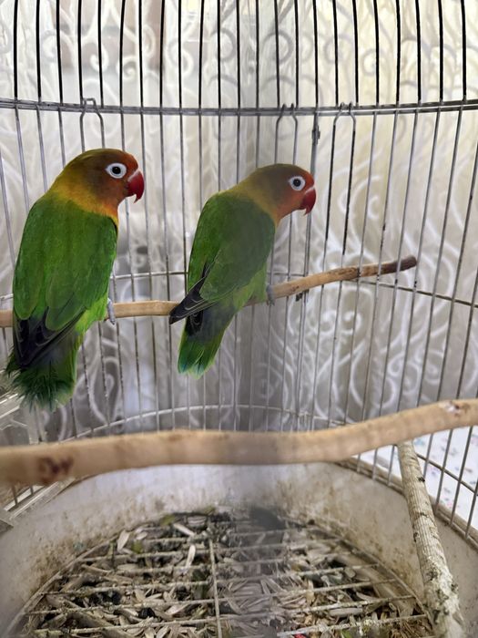 Неразлучники Фишера