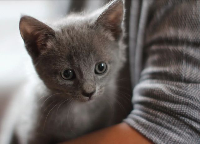 Mushukchalar sotiladi