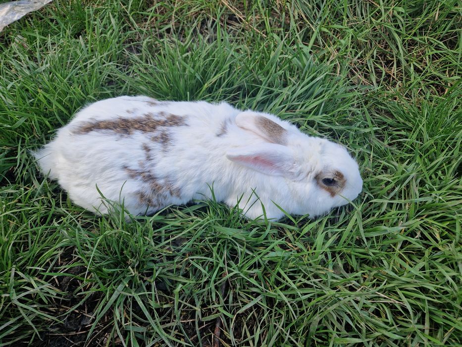 Vând 4 iepuri 3 masculi și o femela