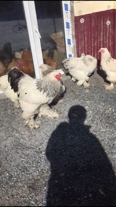 Брама Яйца по 900 тг