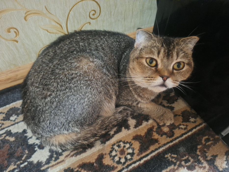 Шиншила боласи 1 ойлик мушукча сотилади