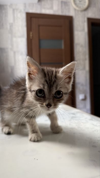 Продам шотландского котенка