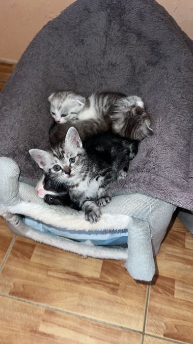 Котята вислоухие