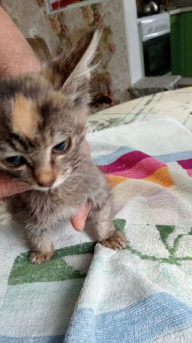 Котёнок в добрые руки