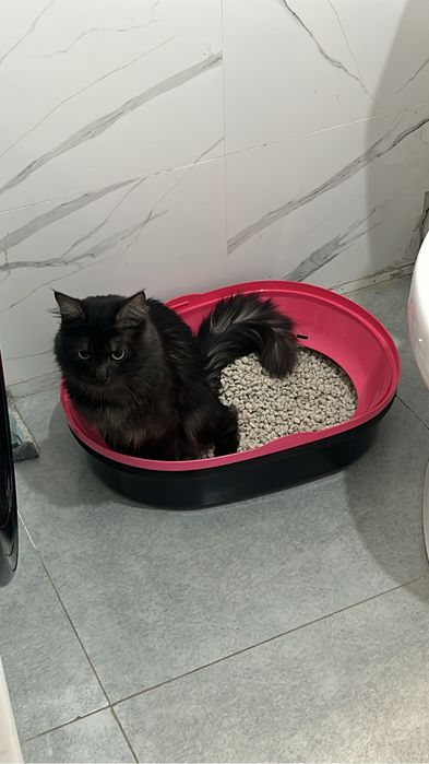 Отдам кота.1,2годика