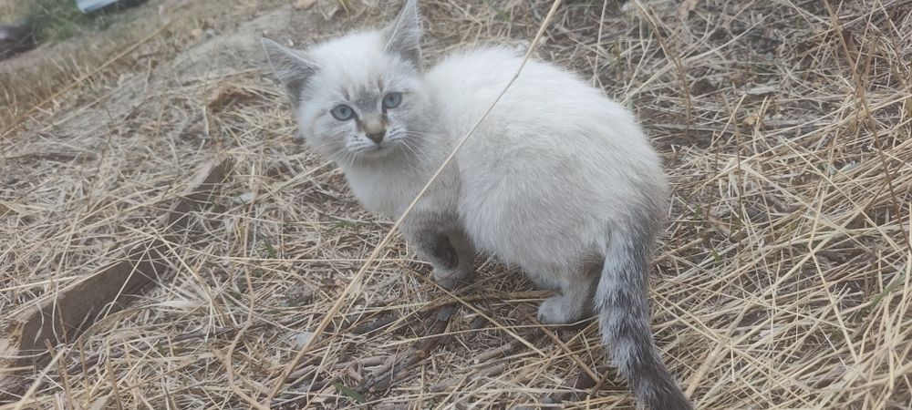 Котята крысоловы