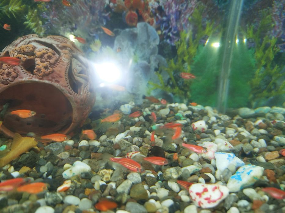 Продаются Мальки Данио