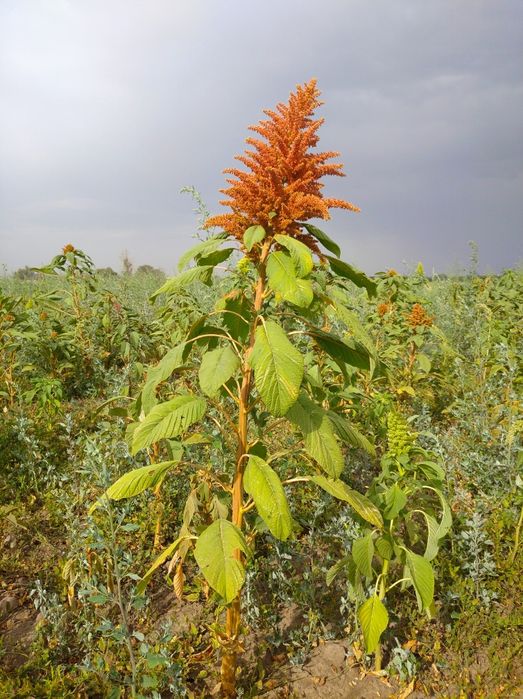 Амарант на корм/силос