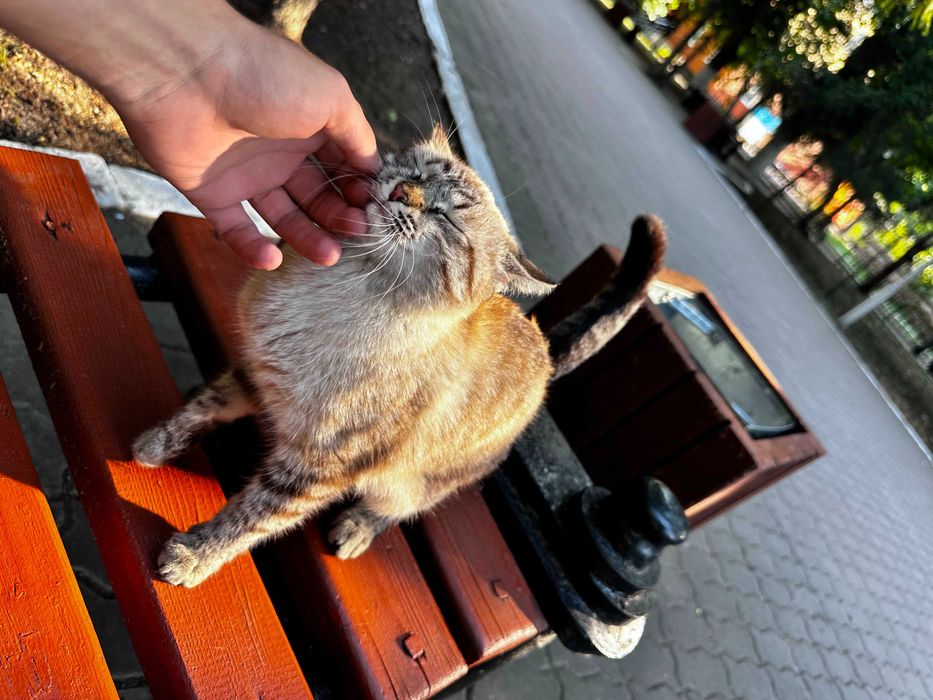 Кошечку в добрые руки