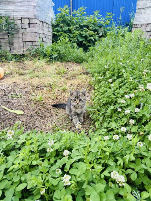 Отдам котенка в добрые руки