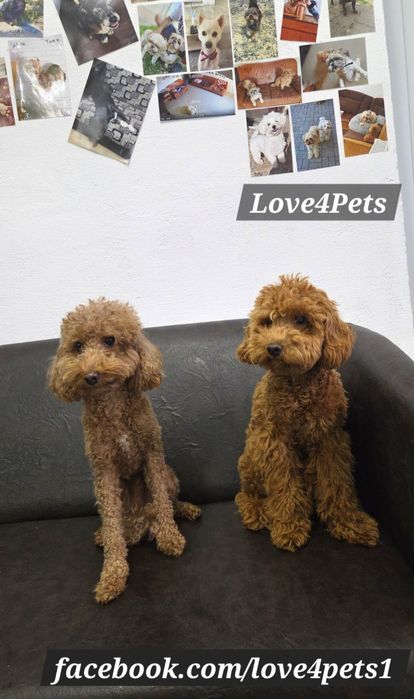 Cazare caini/ Pensiune canina/ Pet Sitter/ Pet Hotel/ Love4Pets