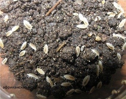 продам африканскую мокрицу