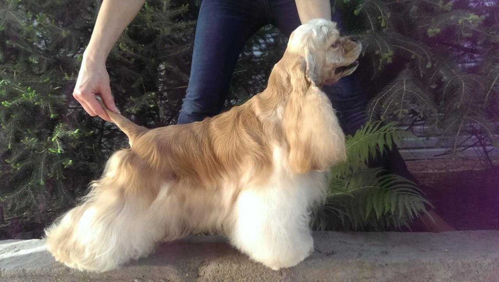 Американский кокер спаниель