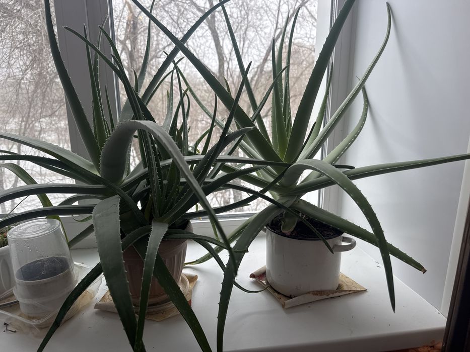 Продам алоэ  каждый 5 тыс