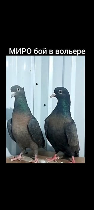 бакинские голоногие белые голуби