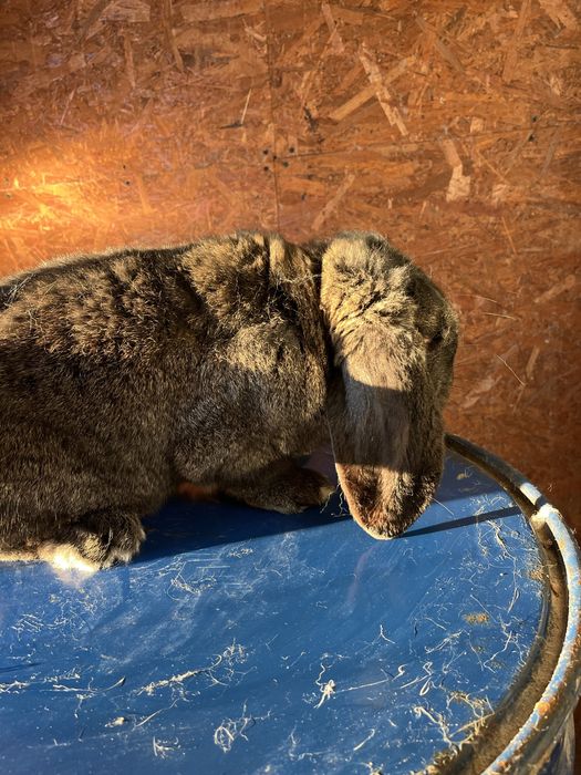 Iepuri berbec german