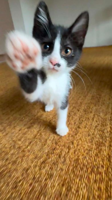 Подарявам котенца