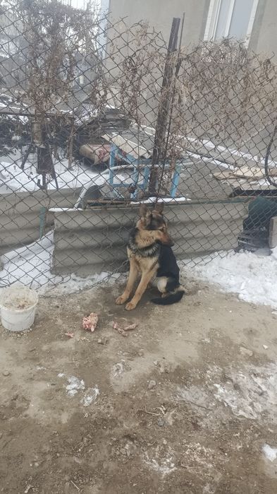 Продаётся немецкая овчарка