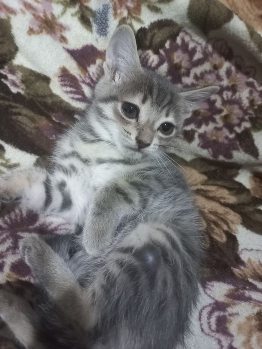 Отдам котёнка в добрые руки
