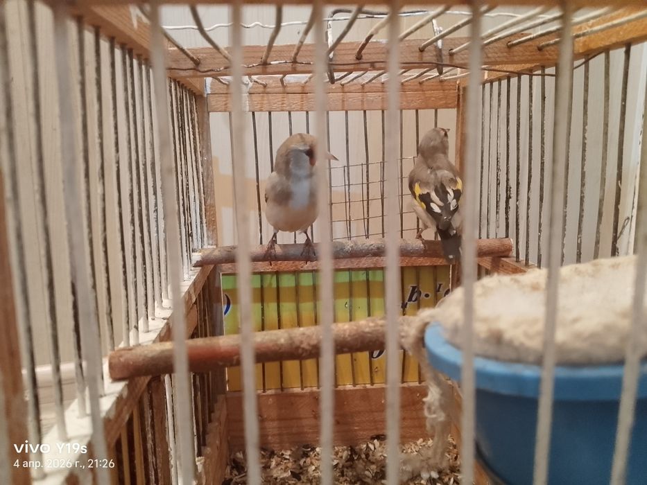 Сеуе самка екеуіде