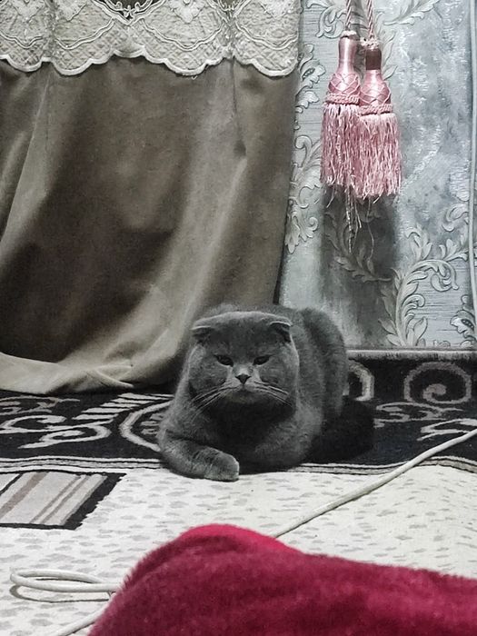 Виязка зот олиш учун