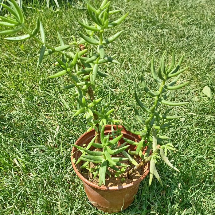 Крассула тетрагона (Crassula tetragona) — 20 см