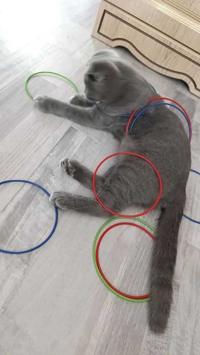 Продаются породистый котик от правильной вязки