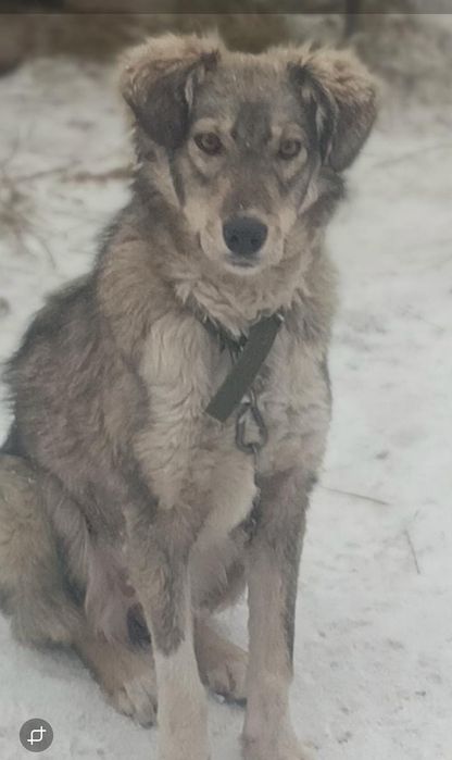 Стерилизованная собака