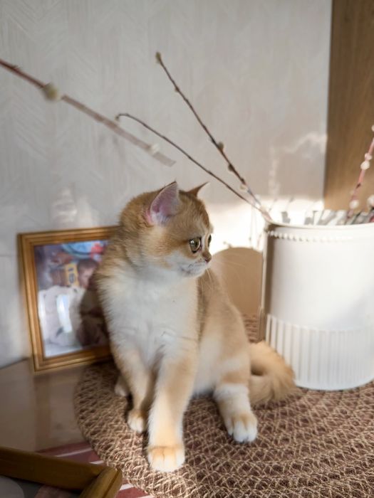 Котята Британские, окрас Шиншиллы
