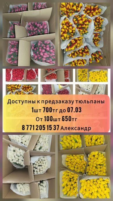 Тюльпаны цена 750 тг 1шт