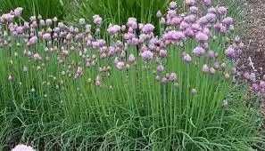 Хрян,Хоста, Еуфорбия, Медуница, Гарванов лук,  Астра, Манголд...