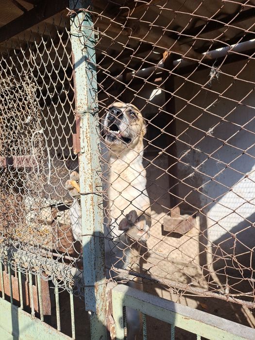 Собака Конгал  1 лет