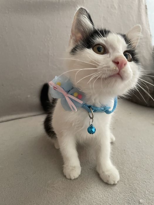 Котенок ищет дом