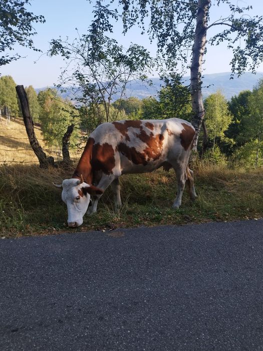 Vând vacă rasa bălțată românească