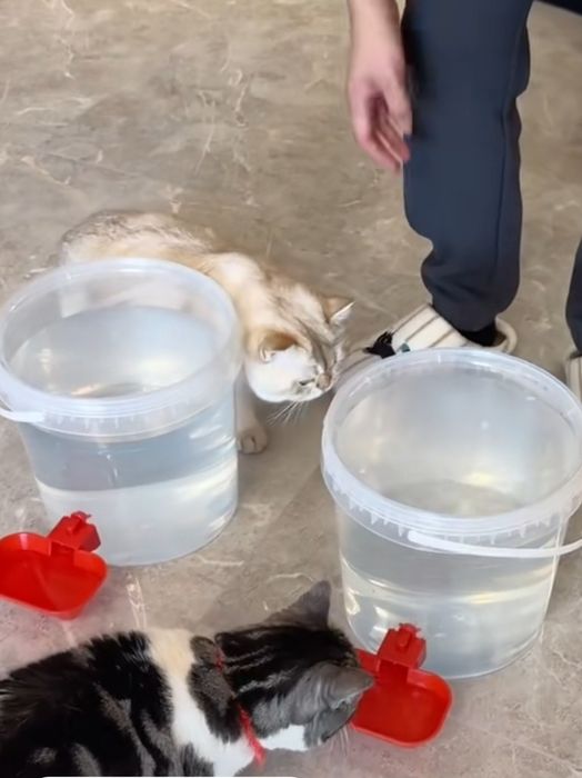 Авто сув идиш паилка товук, ит-мушук ва бошка хайвонлар учун