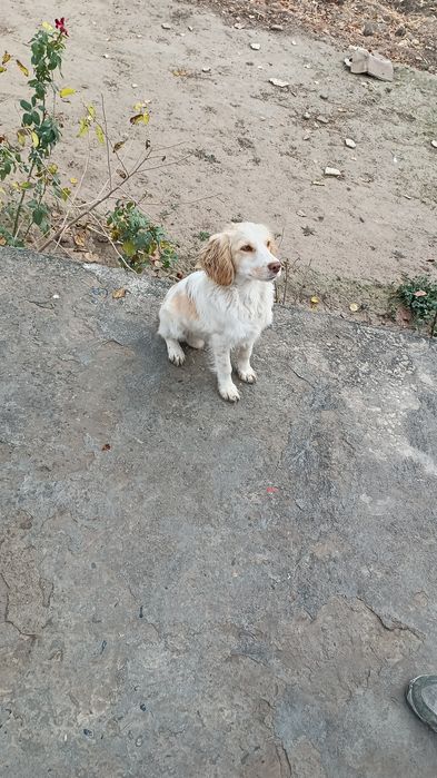 Чучук яхши кулларга .пепул