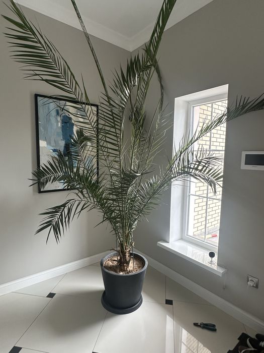 Срочно Продам Пальму в горшке