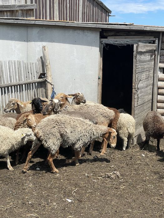 Койлар сатылады продам бараны