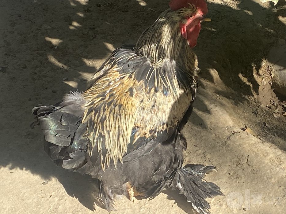 Brama xoroz sotiladi