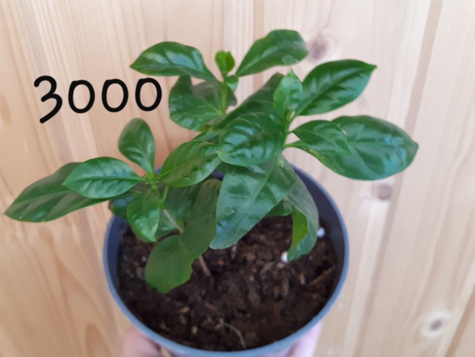 Кофейное дерево Арабика