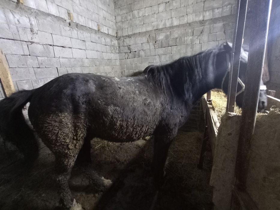 Продам лошадь аиг