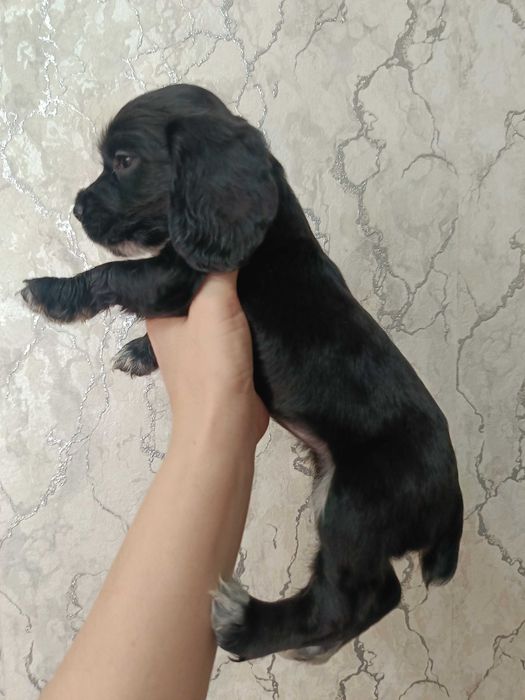 Щенки спаниеля .