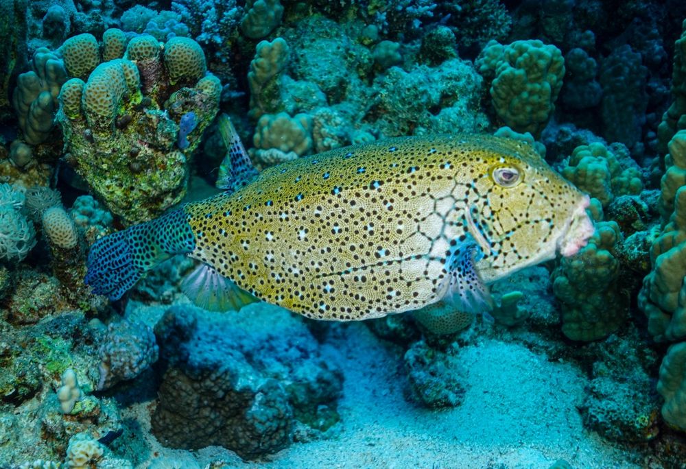 Светкавици за подводна фотография
