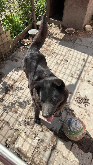 Adoptie caine de curte