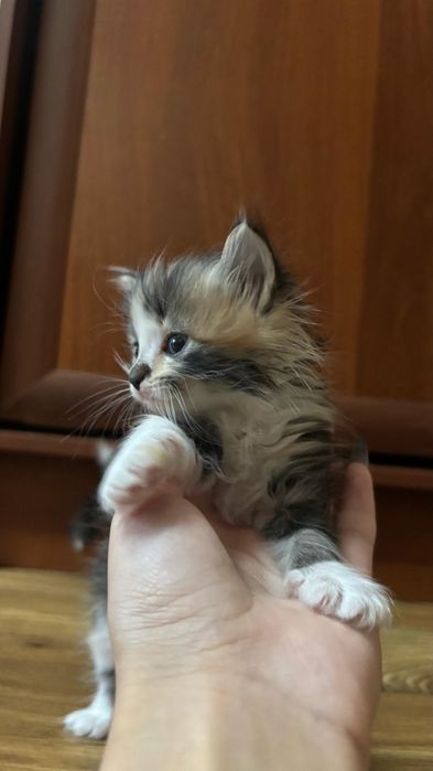 Дарю котят активных.