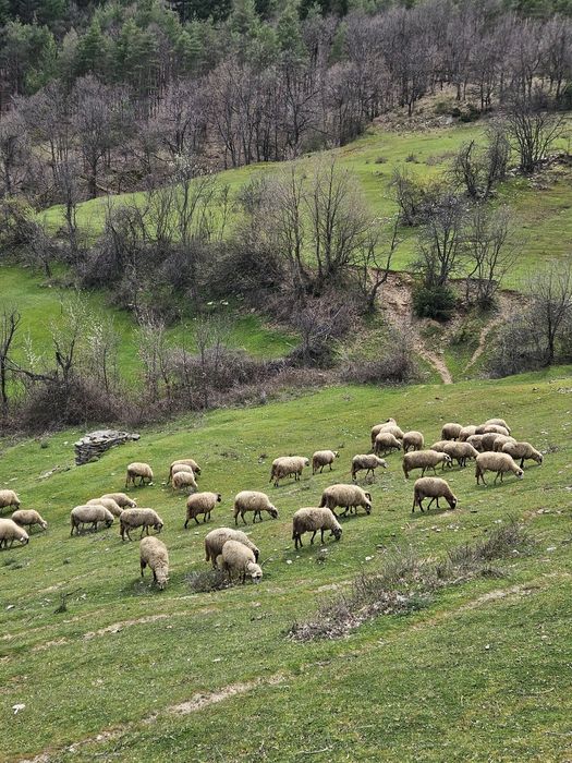 Овце – Агнета -  Кочове