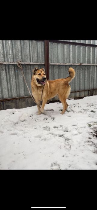 Продам Алабая девочку крупная