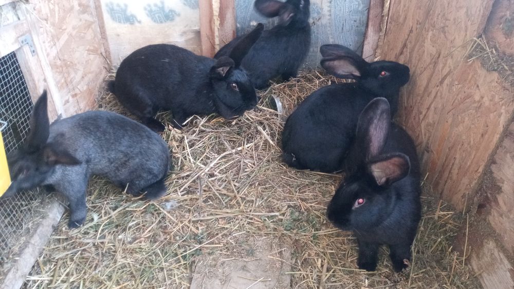 Vind iepuroice negre